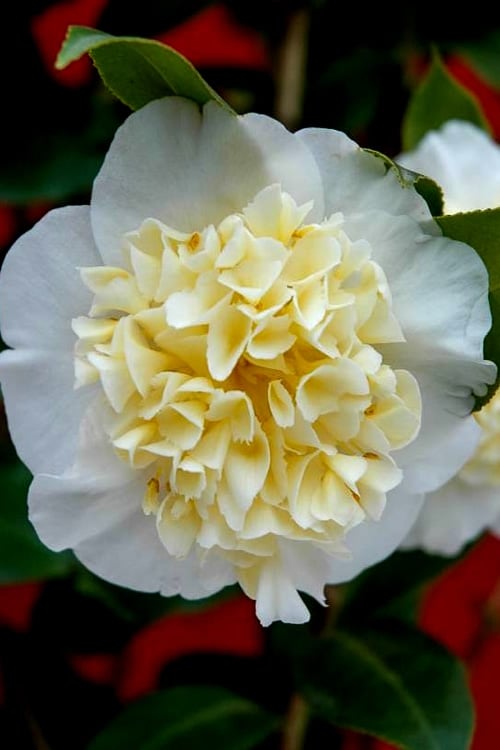  Brushfield Yellow Camellia Japonica - 3 Gallon Pot