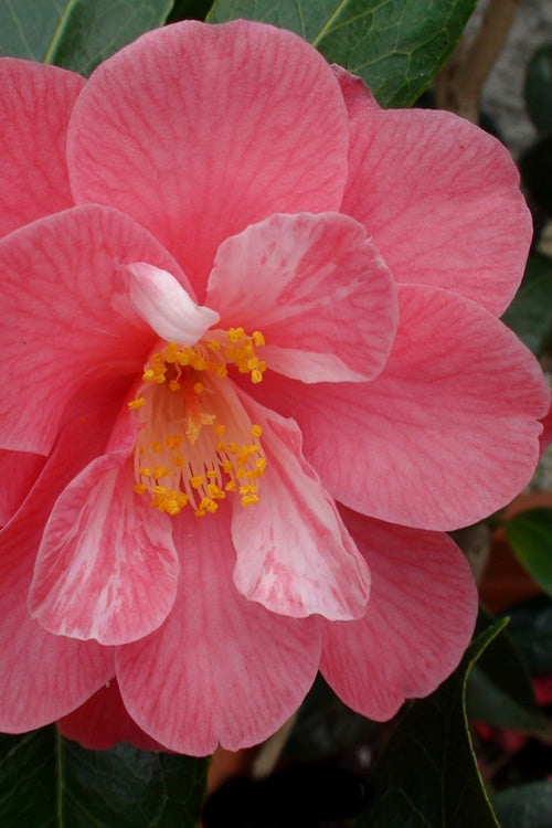  Coral Delight Camellia Hybrid - 1 Gallon Pot