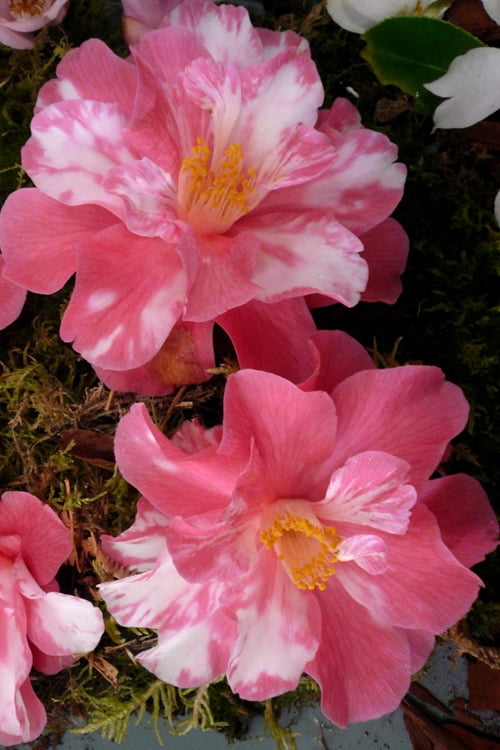 Coral Delight Camellia Hybrid - 1 Gallon Pot