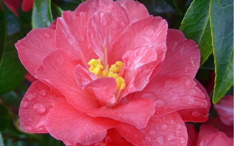  Coral Delight Camellia Hybrid - 1 Gallon Pot