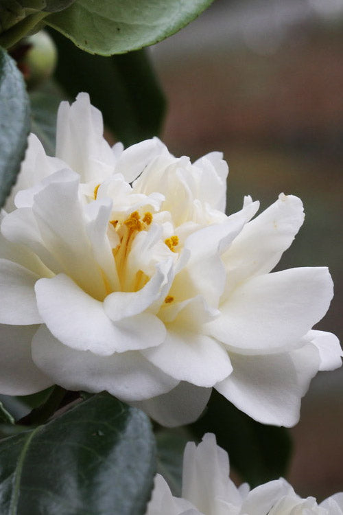  Cream Puff Fragrant Camellia - 1 Gallon Pot