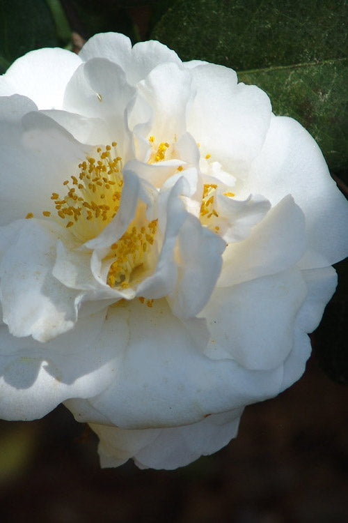  Cream Puff Fragrant Camellia - 1 Gallon Pot