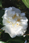  Cream Puff Fragrant Camellia - 1 Gallon Pot