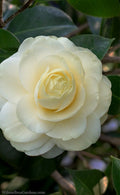  Dahlonega Camellia Japonica - 3 Gallon Pot