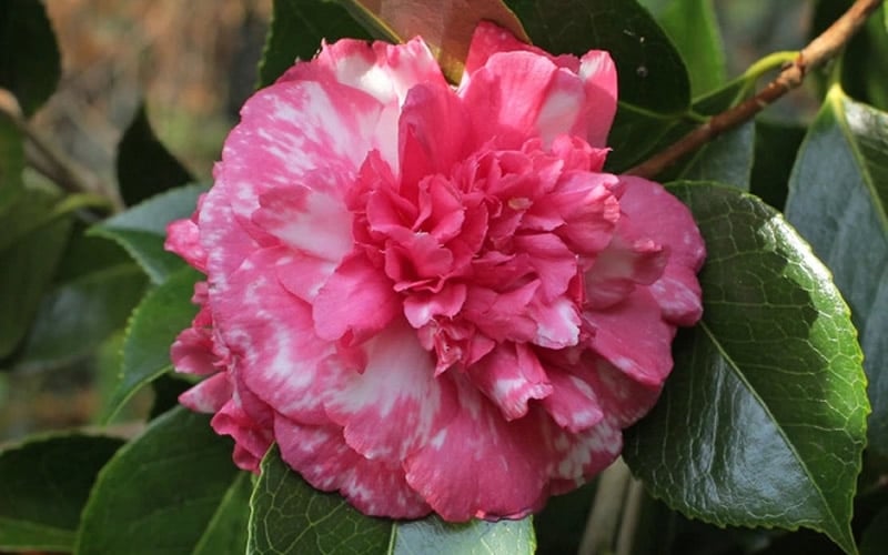  Sacred Dance Camellia Japonica 'Daikagura' - 1 Gallon Pot