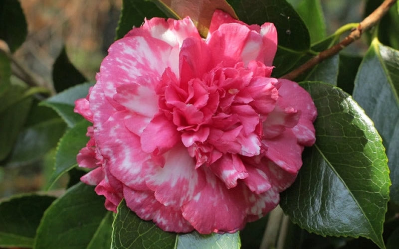  Sacred Dance Camellia Japonica 'Daikagura' - 1 Gallon Pot