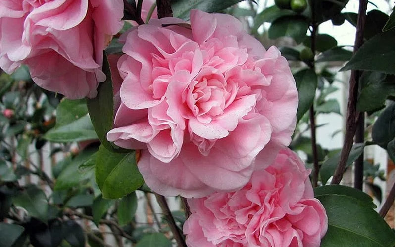  Debutante Pink Camellia Japonica - 3 Gallon Pot