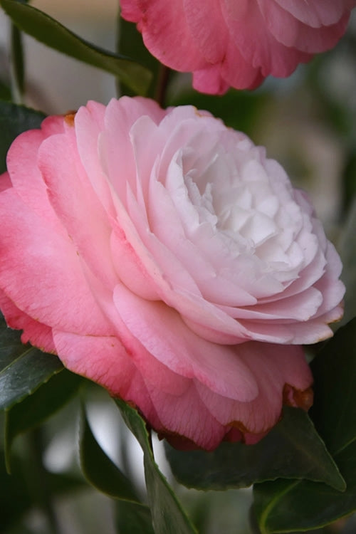  Desire Camellia Japonica - 1 Gallon Pot