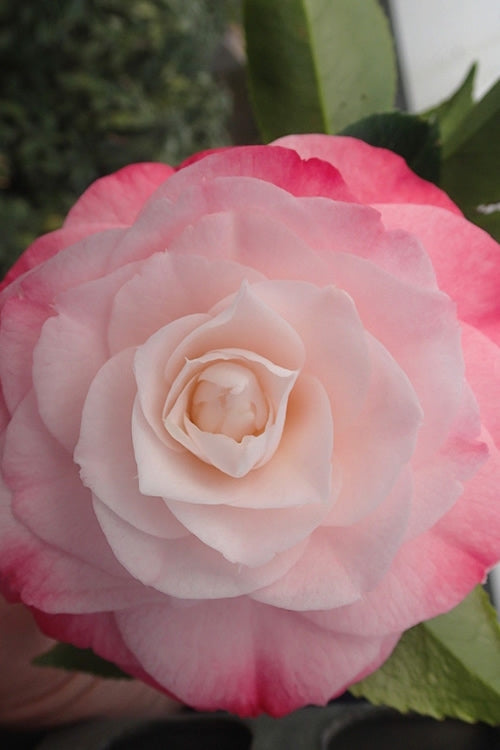  Desire Camellia Japonica - 1 Gallon Pot