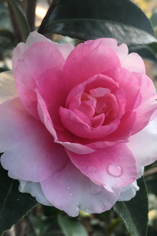  Dream Weaver Camellia Sasanqua - 3 Gallon Pot