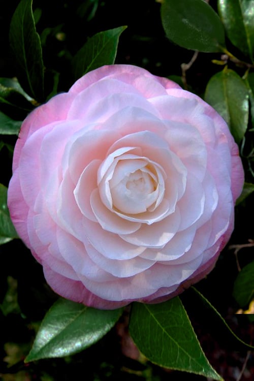  Ella Ward Parsons Camellia - 3 Gallon Pot
