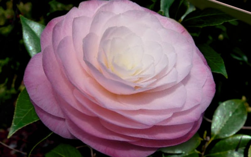  Ella Ward Parsons Camellia - 3 Gallon Pot