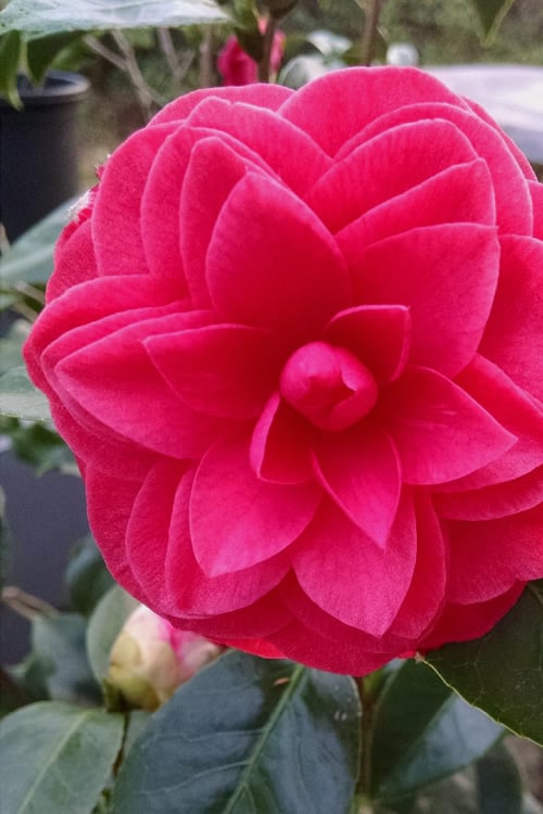  Glen 40 Camellia Japonica - 3 Gallon Pot
