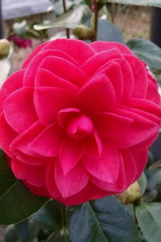  Glen 40 Camellia Japonica - 3 Gallon Pot