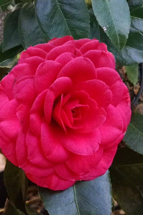  Glen 40 Camellia Japonica - 3 Gallon Pot
