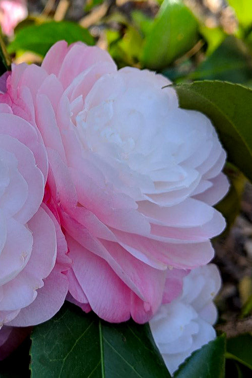  Guest Star Camellia Japonica - 1 Gallon Pot