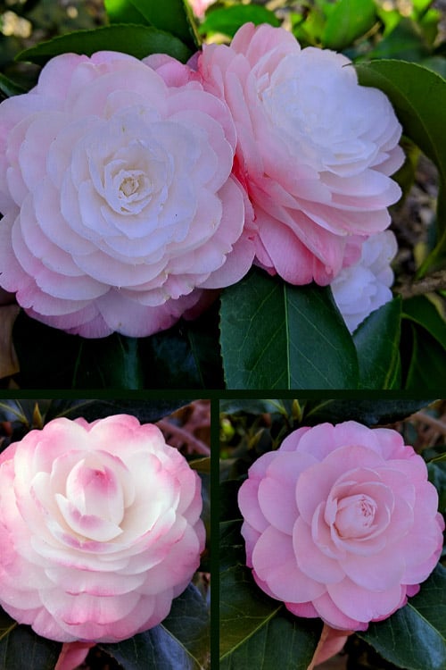  Guest Star Camellia Japonica - 1 Gallon Pot 