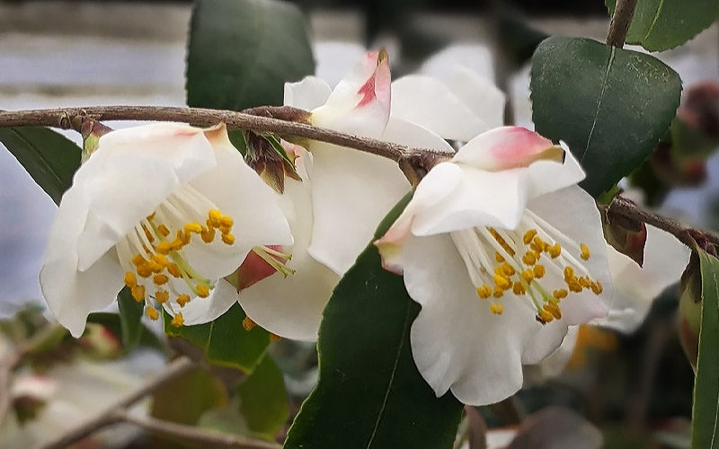  Snowbells Camellia (Camellia Transarisanensis) - 3 Gallon Pot