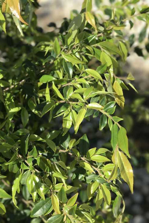  Snowbells Camellia (Camellia Transarisanensis) - 3 Gallon Pot