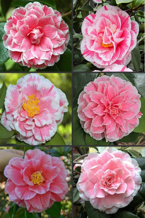  Brilliant Gem Fragrant Camellia Japonica 'Herme' - 7 Gallon Pot