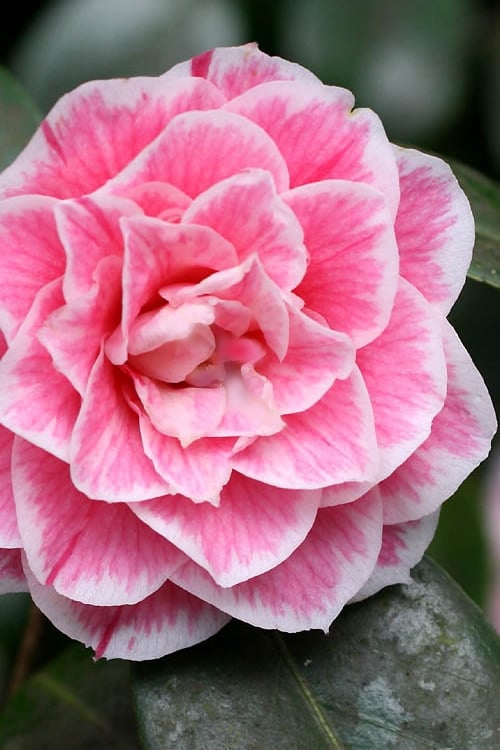  Brilliant Gem Fragrant Camellia Japonica 'Herme' - 1 Gallon Pot