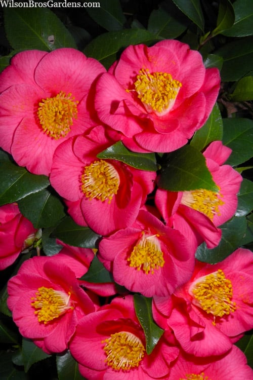  Bright Eyes Camellia Japonica - 3 Gallon Pot