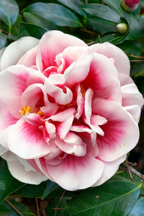  Irrational Exuberance Camellia Japonica - 3 Gallon Pot
