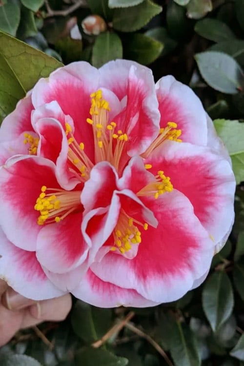  Irrational Exuberance Camellia Japonica - 3 Gallon Pot