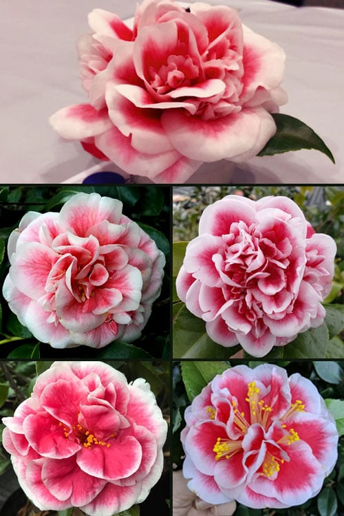  Irrational Exuberance Camellia Japonica - 3 Gallon Pot