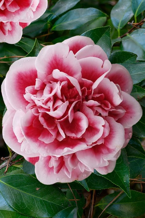  Irrational Exuberance Camellia Japonica - 3 Gallon Pot