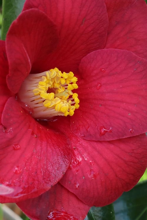  Adeyaka Camellia Japonica - 3 Gallon Pot
