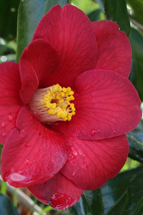  Adeyaka Camellia Japonica - 3 Gallon Pot