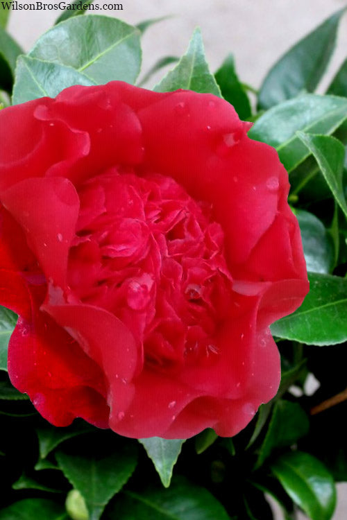  Altheaflora Camellia - 3 Gallon Pot