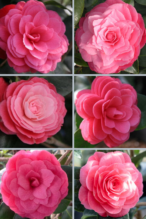  April Kiss Pink Double Flowered Camellia Japonica - 3 Gallon Pot