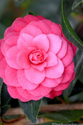  April Kiss Pink Double Flowered Camellia Japonica - 3 Gallon Pot