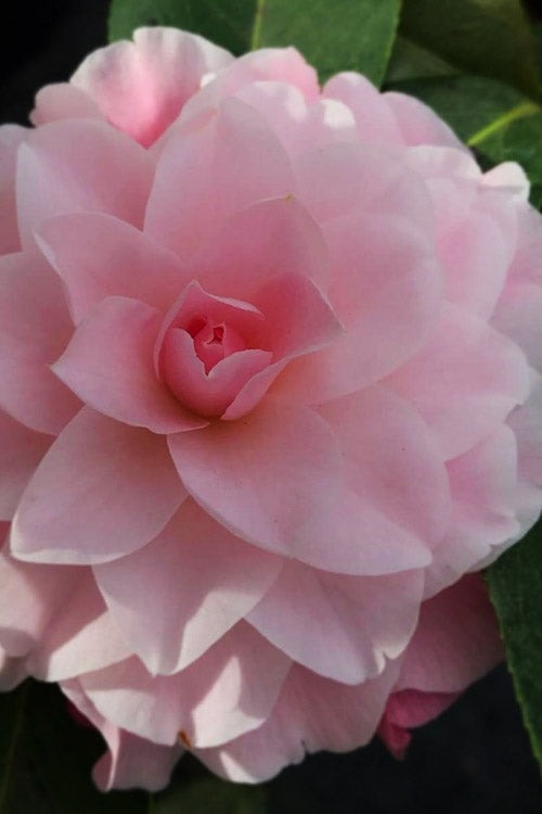  Buttons & Bows Camellia Hybrid - 3 Gallon Pot