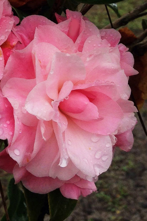  Buttons & Bows Camellia Hybrid - 1 Gallon Pot