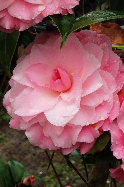  Buttons & Bows Camellia Hybrid - 1 Gallon Pot