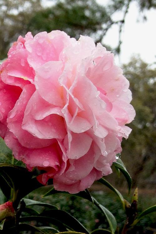  Buttons & Bows Camellia Hybrid - 1 Gallon Pot