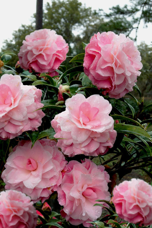  Buttons & Bows Camellia Hybrid - 3 Gallon Pot