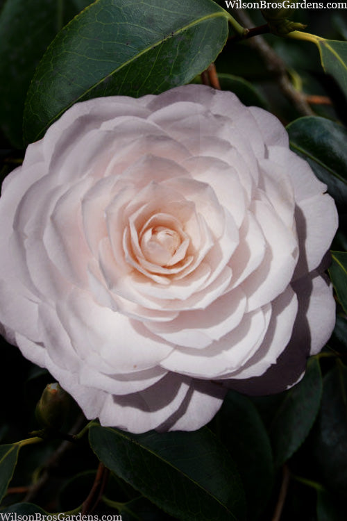  Classic Pink Cold Hardy Camellia - 3 Gallon Pot