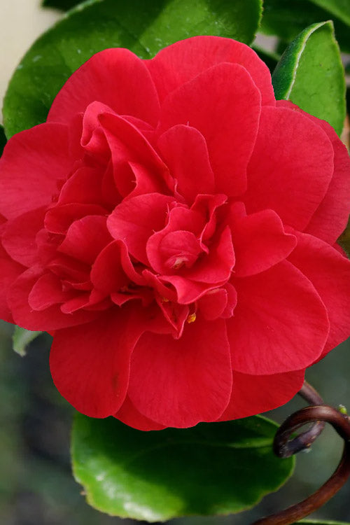  Curly Lady Camellia Japonica - 1 Gallon Pot