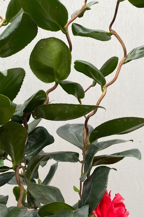  Curly Lady Camellia Japonica - 2 Gallon Pot