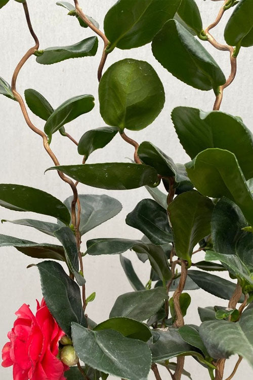  Curly Lady Camellia Japonica - 2 Gallon Pot