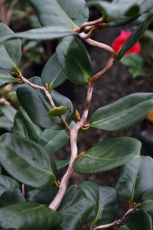  Curly Lady Camellia Japonica - 1 Gallon Pot