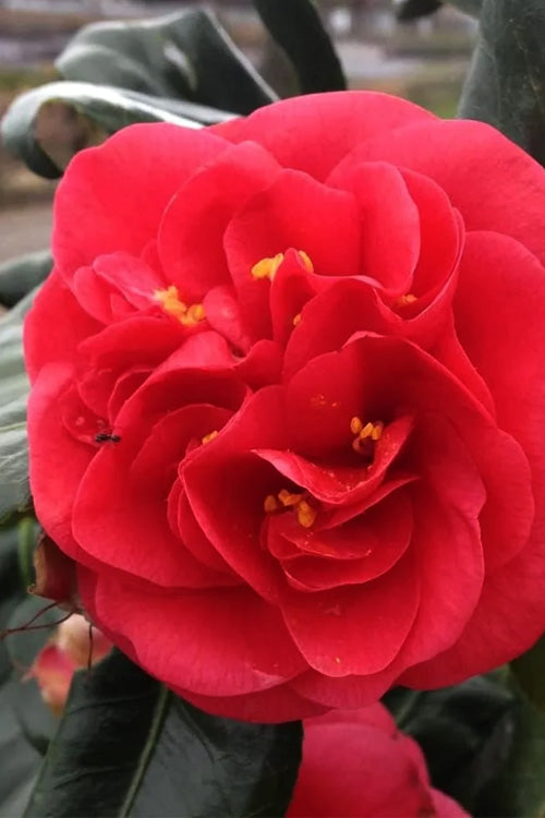  Curly Lady Camellia Japonica - 1 Gallon Pot