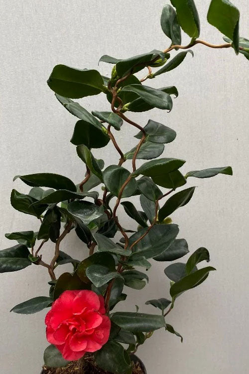  Curly Lady Camellia Japonica - 2 Gallon Pot