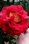  Don Mac Camellia Japonica - 3 Gallon Pot