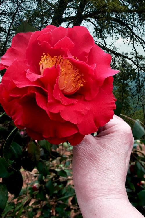  Don Mac Camellia Japonica - 3 Gallon Pot
