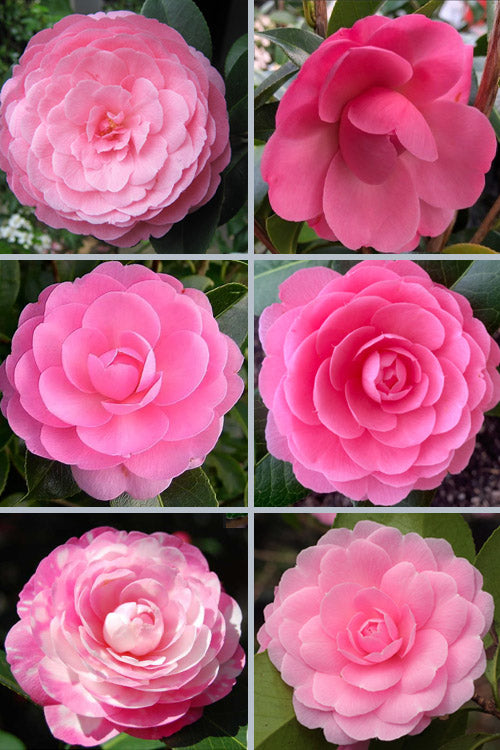  E.G. Waterhouse Camellia - Williamsii Hybrid - 1 Gallon Pot